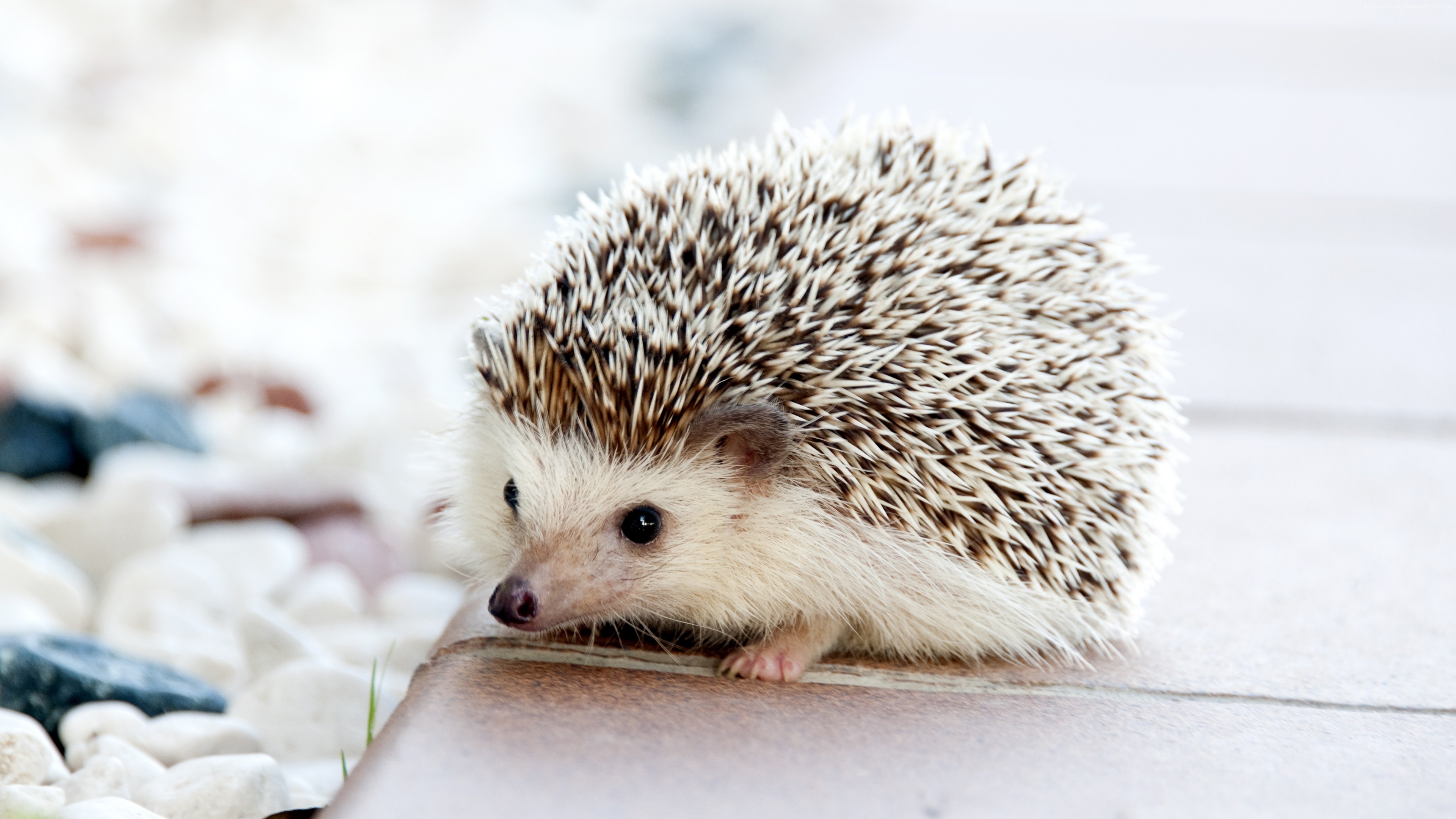 Stock Images hedgehog, cute animals, 4k, Stock Images